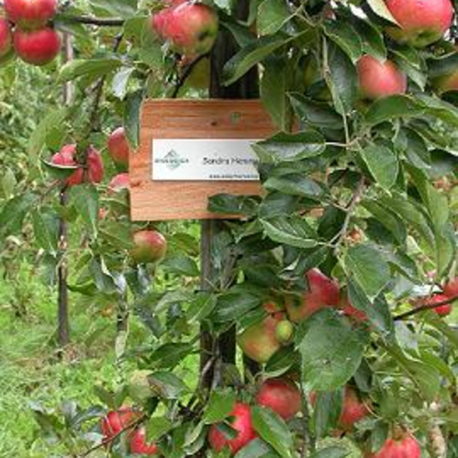 Adopteer een appelboom | Milledoni - Spot on gifts