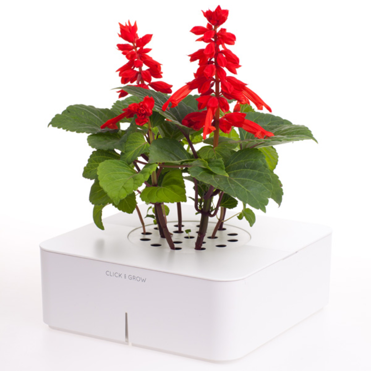 Gedetailleerd matig haag Elektronische bloemen- en plantenpot | Milledoni - Spot on gifts