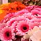 gerbera1.jpg