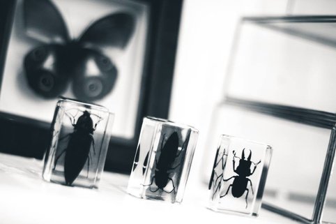 Insecten op glas