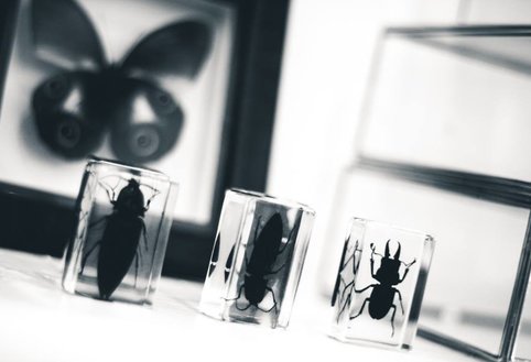 Insecten op glas