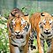 stichting leeuw - twee tijgers