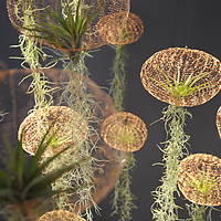 Air-planting | Milledoni - Spot on gifts