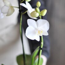 greetz-orchidee